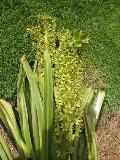 Pineapple Lily / Eucomis species 